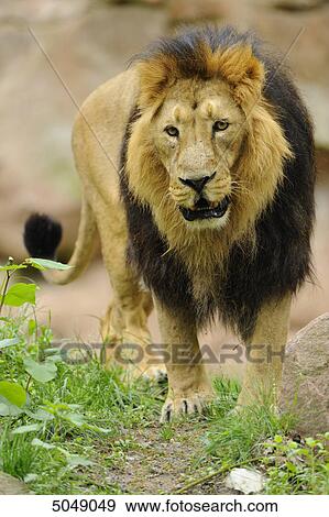 Stock Photo - Male Asiatic lion (Panthera leo persica) . Fotosearch