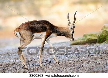Stock Image - Male Blackbuck (Antilope cervicapra), side view . Fotosearch