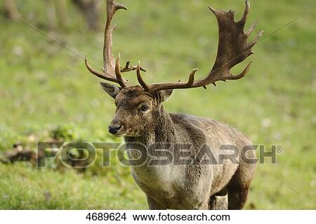 Picture - Male fallow deer in meadow . Fotosearch