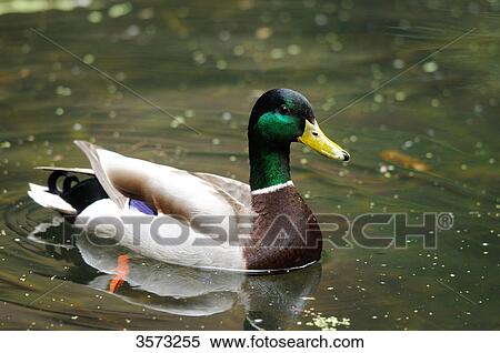 Stock Photography - Male Mallard (Anas platyrhynchos) in water . Fotosearch