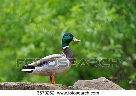 Male Mallard (Anas platyrhynchos) on a stone View Large Photo Image Stock Image - Male Mallard (Anas platyrhynchos) on a stone . Fotosearch
