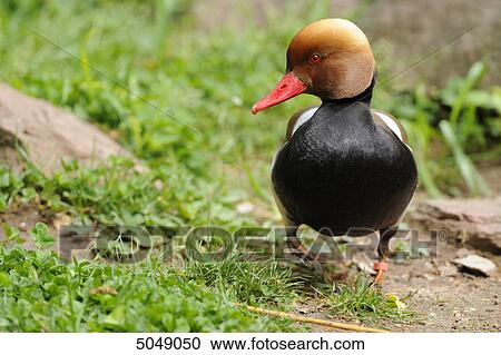 Stock Image - Male Red-crested Pochard (Netta rufina), Germany . Fotosearch