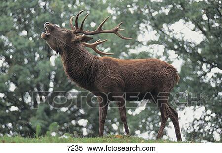 Male Red Deer (Cervus elaphus) belling in forest View Large Photo Image Stock Photography - Male Red Deer (Cervus elaphus) belling in forest . Fotosearch
