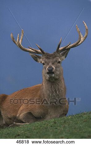 Stock Photo - Male Red deer (Cervus elaphus) resting in field, Bavaria, Germany . Fotosearch