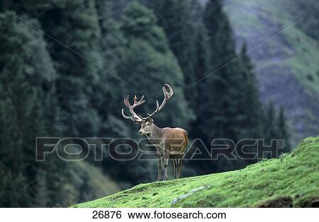 Male Red deer (Cervus elaphus) standing on hill View Large Photo Image Stock Photograph - Male Red deer (Cervus elaphus) standing on hill . Fotosearch