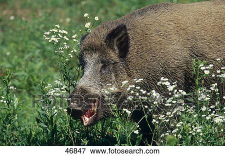 Stock Photo - Male Wild Boar (Sus scofra) in forest, Germany . Fotosearch
