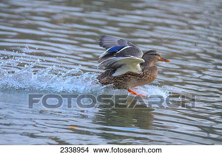 Mallard (Anas Platyrhynchos) duck spreading its wings in water View Large Photo Image Picture - Mallard (Anas Platyrhynchos) duck spreading its wings in water . Fotosearch