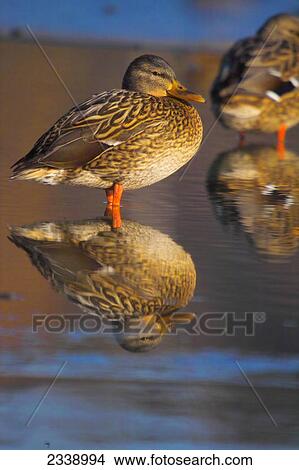 Picture - Mallard (Anas platyrhynchos) ducks standing in lake . Fotosearch