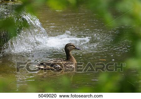 Stock Image - Mallard (Anas platyrhynchos) in water, Bavaria, Germany . Fotosearch