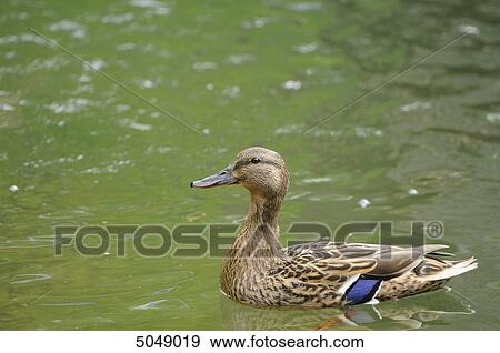 Mallard (Anas platyrhynchos) in water, Bavaria, Germany View Large Photo Image Stock Photo - Mallard (Anas platyrhynchos) in water, Bavaria, Germany . Fotosearch