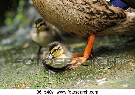 Mallard (Anas platyrhynchos) with chicks, close-up View Large Photo Image Stock Photo - Mallard (Anas platyrhynchos) with chicks, close-up . Fotosearch