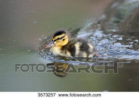 Stock Photo - Mallard chick (Anas platyrhynchos) on water . Fotosearch