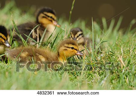 Mallard chicks (Anas platyrhynchos) in grass View Large Photo Image Stock Image - Mallard chicks (Anas platyrhynchos) in grass . Fotosearch