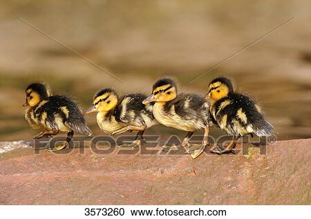 Mallard chicks (Anas platyrhynchos) on a stone View Large Photo Image Stock Image - Mallard chicks (Anas platyrhynchos) on a stone . Fotosearch