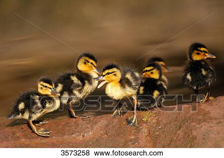 Stock Photo - Mallard chicks (Anas platyrhynchos) on a stone . Fotosearch