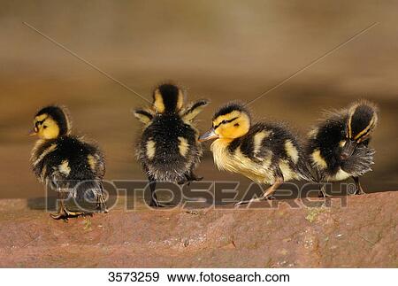 Stock Photo - Mallard chicks (Anas platyrhynchos) on a stone . Fotosearch