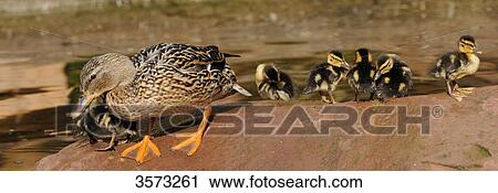Stock Image - Mallard chicks (Anas platyrhynchos) with mother on a stone . Fotosearch