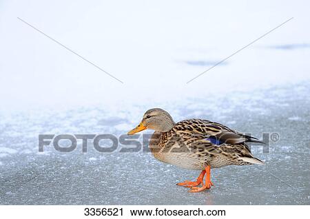 Mallard duck (Anas platyrhynchos) on the ice, Bavaria, Germany, side view View Large Photo Image Stock Image - Mallard duck (Anas platyrhynchos) on the ice, Bavaria, Germany, side view . Fotosearch