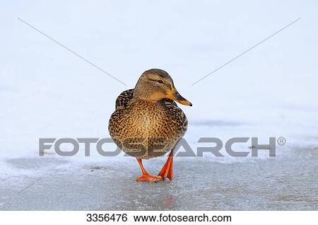 Mallard duck (Anas platyrhynchos) on the ice, Bavaria, Germany, front view View Large Photo Image Stock Photograph - Mallard duck (Anas platyrhynchos) on the ice, Bavaria, Germany, front view . Fotosearch