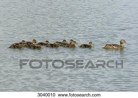 Mallard duck (Anas platyrhynchos) swimming with chicks View Large Photo Image Stock Image - Mallard duck (Anas platyrhynchos) swimming with chicks . Fotosearch