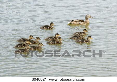 Mallard duck (Anas platyrhynchos) swimming with chicks View Large Photo Image Stock Image - Mallard duck (Anas platyrhynchos) swimming with chicks . Fotosearch