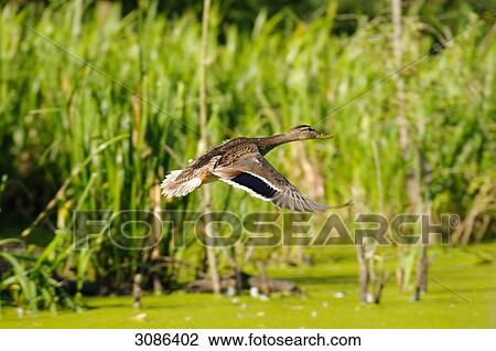 Stock Image - Mallard duck (Anas platyrhynchos) flying, side view . Fotosearch