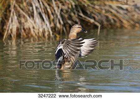 Mallard duck (Anas platyrhynchos) fluttering on the water, Catalonia, Spain View Large Photo Image Stock Image - Mallard duck (Anas platyrhynchos) fluttering on the water, Catalonia, Spain . Fotosearch