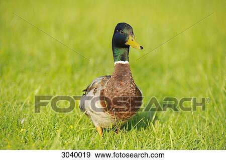 Mallard duck (Anas platyrhynchos) standing on meadow View Large Photo Image Stock Photo - Mallard duck (Anas platyrhynchos) standing on meadow . Fotosearch