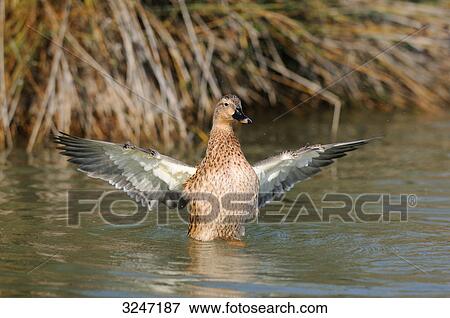 Stock Photo - Mallard duck (Anas platyrhynchos) fluttering on the water, Catalonia, Spain, front view . Fotosearch