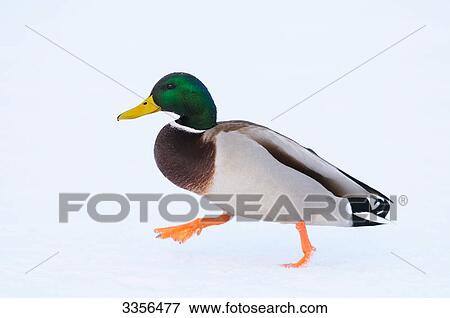 Mallard duck (Anas platyrhynchos) walking through the snow, Bavaria, Germany, side view View Large Photo Image Stock Photo - Mallard duck (Anas platyrhynchos) walking through the snow, Bavaria, Germany, side view . Fotosearch