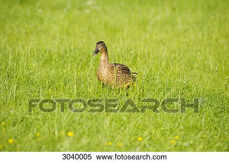 Mallard duck (Anas platyrhynchos) standing on meadow View Large Photo Image Stock Photography - Mallard duck (Anas platyrhynchos) standing on meadow . Fotosearch