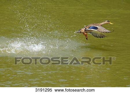 Mallard Duck (Anas platyrhynchos) flying off, side view View Large Photo Image Stock Photography - Mallard Duck (Anas platyrhynchos) flying off, side view . Fotosearch