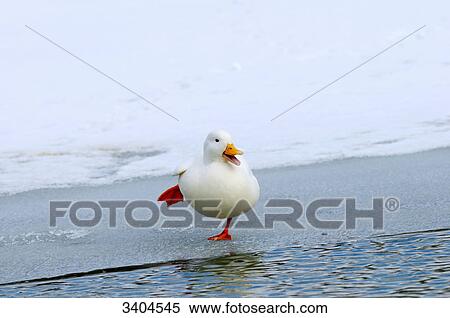 Mallard duck (Anas platyrhynchos) standing on ice, elevated view View Large Photo Image Stock Photography - Mallard duck (Anas platyrhynchos) standing on ice, elevated view . Fotosearch