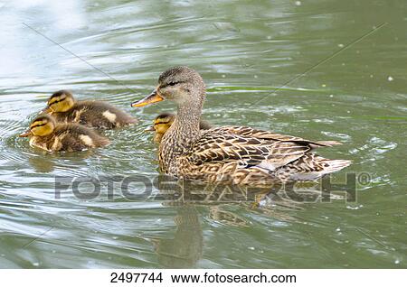 Picture - Mallard duck (Anas platyrhynchos) with its duckling swimming in lake . Fotosearch