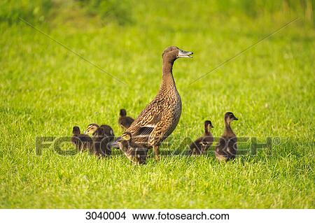 Mallard duck (Anas platyrhynchos) with chicks on a meadow View Large Photo Image Picture - Mallard duck (Anas platyrhynchos) with chicks on a meadow . Fotosearch