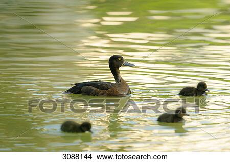 Mallard duck (Anas platyrhynchos) with ducklings, side view View Large Photo Image Picture - Mallard duck (Anas platyrhynchos) with ducklings, side view . Fotosearch