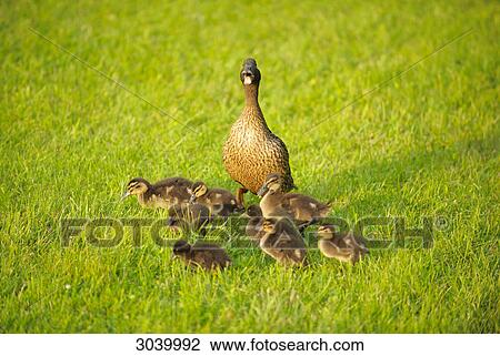 Stock Image - Mallard duck (Anas platyrhynchos) with chicks on a meadow . Fotosearch