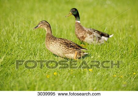 Stock Photography - Mallard ducks (Anas platyrhynchos) on meadow, side view . Fotosearch