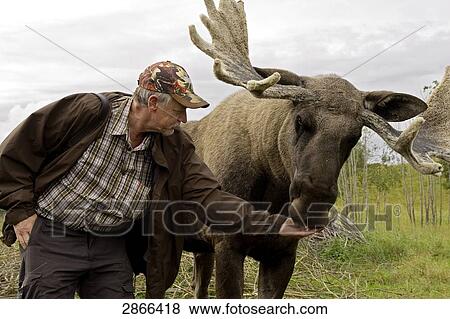 Man feeding Moose (Alces alces) in field, Jaemtland, Oestersund, Norrland, Sweden View Large Photo Image Stock Photo - Man feeding Moose (Alces alces) in field, Jaemtland, Oestersund, Norrland, Sweden . Fotosearch