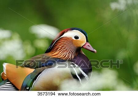 Picture - Mandarin Duck (Aix galericulata) . Fotosearch