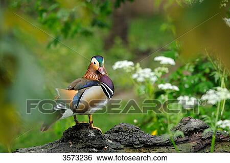 Mandarin Duck (Aix galericulata) standing on log View Large Photo Image Stock Photograph - Mandarin Duck (Aix galericulata) standing on log . Fotosearch