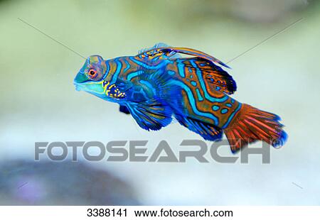 Stock Image - Mandarinfish (Synchiropus splendidus), side view . Fotosearch