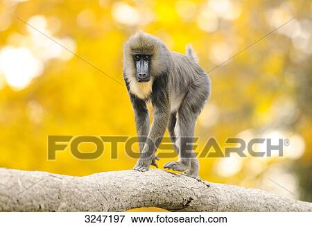 Stock Photo - Mandrill (Mandrillus sphinx) balancing on a branch, zoological garden of Augsburg, Germany . Fotosearch