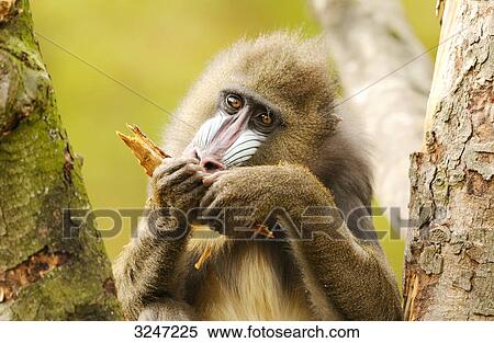 Mandrill (Mandrillus sphinx) eating, zoological garden of Augsburg, Germany View Large Photo Image Stock Photography - Mandrill (Mandrillus sphinx) eating, zoological garden of Augsburg, Germany . Fotosearch