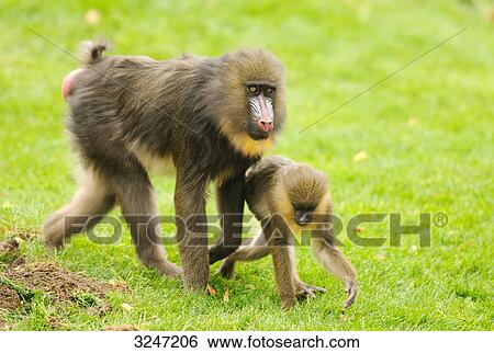 Mandrill (Mandrillus sphinx) mother and young, zoological garden of Augsburg, Germany, side view View Large Photo Image Stock Photograph - Mandrill (Mandrillus sphinx) mother and young, zoological garden of Augsburg, Germany, side view . Fotosearch