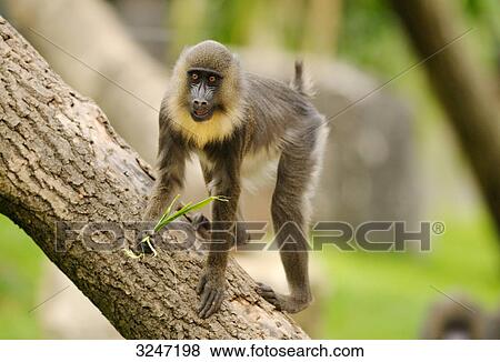 Mandrill (Mandrillus sphinx) on a tree trunk, zoological garden of Augsburg, Germany View Large Photo Image Stock Photo - Mandrill (Mandrillus sphinx) on a tree trunk, zoological garden of Augsburg, Germany . Fotosearch