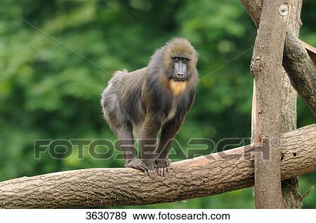 Mandrill (Mandrillus sphinx) on a tree trunk View Large Photo Image Stock Photo - Mandrill (Mandrillus sphinx) on a tree trunk . Fotosearch