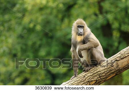 Stock Photo - Mandrill (Mandrillus sphinx) on a tree trunk . Fotosearch