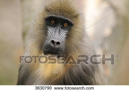 Mandrill (Mandrillus sphinx), portrait View Large Photo Image Stock Image - Mandrill (Mandrillus sphinx), portrait . Fotosearch