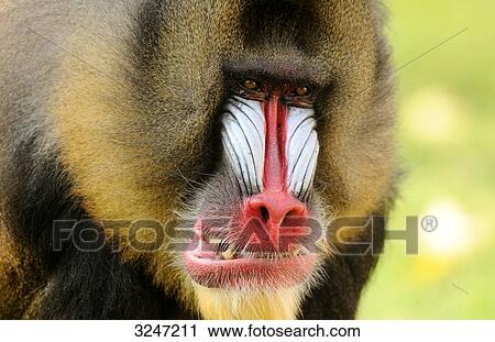 Mandrill (Mandrillus sphinx) snarling, zoological garden of Augsburg, Germany, close-up View Large Photo Image Stock Image - Mandrill (Mandrillus sphinx) snarling, zoological garden of Augsburg, Germany, close-up . Fotosearch